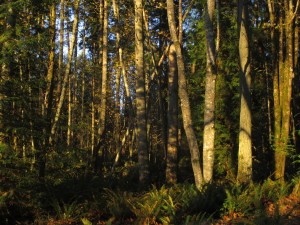 Red Alder Grove