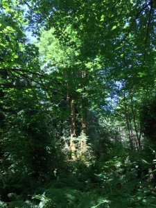 Green LBA Woods June