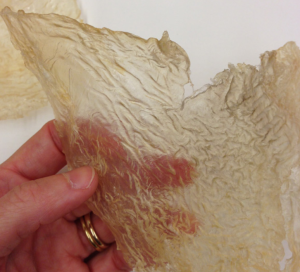 sturgeon bladder